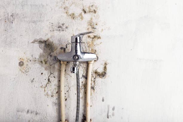 Best White Mold Remediation in Chelsea, AL
