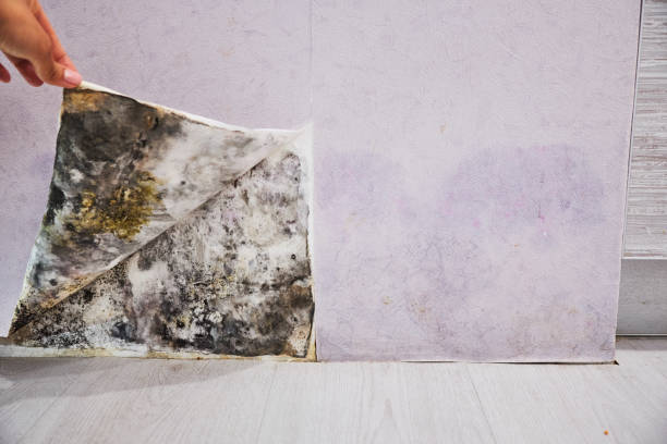 Professional Mold Remediation in Chelsea, AL